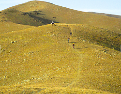 singletrack forest